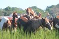 ponypenning12-153