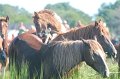 ponypenning12-154
