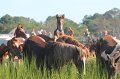 ponypenning12-156