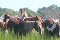 ponypenning12-157