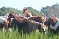 ponypenning12-158