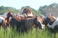 ponypenning12-159