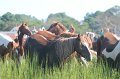 ponypenning12-160