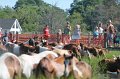 ponypenning12-161