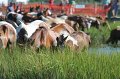 ponypenning12-164