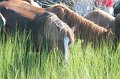 ponypenning12-166