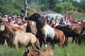 ponypenning12-167