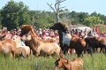 ponypenning12-168