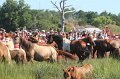 ponypenning12-169