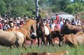 ponypenning12-170