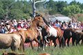 ponypenning12-172