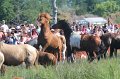 ponypenning12-177