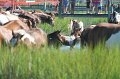 ponypenning12-178