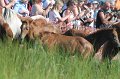 ponypenning12-184