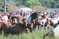 ponypenning12-188