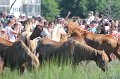 ponypenning12-192