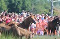 ponypenning12-200