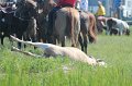 ponypenning12-201