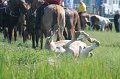 ponypenning12-202