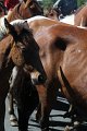 ponypenning12-219