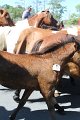 ponypenning12-220