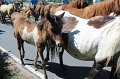 ponypenning12-223