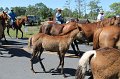 ponypenning12-224