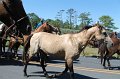 ponypenning12-225