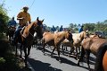 ponypenning12-226