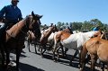 ponypenning12-228
