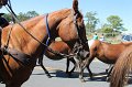 ponypenning12-232