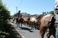 ponypenning12-236