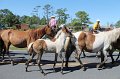 ponypenning12-238