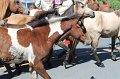 ponypenning12-241