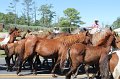 ponypenning12-242