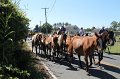 ponypenning12-247