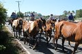 ponypenning12-248