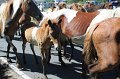 ponypenning12-249