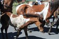 ponypenning12-250