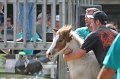 ponypenning12-357