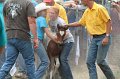 ponypenning12-459