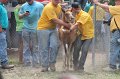 ponypenning12-499