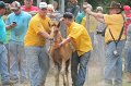 ponypenning12-500