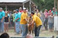 ponypenning12-503