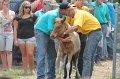 ponypenning12-529