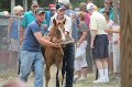 ponypenning12-533