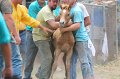 ponypenning12-544