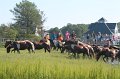 ponypenning12-64