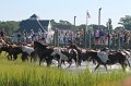 ponypenning12-65