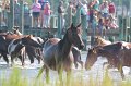 ponypenning12-67